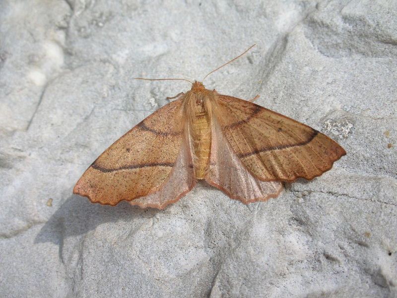 Colotois pennaria